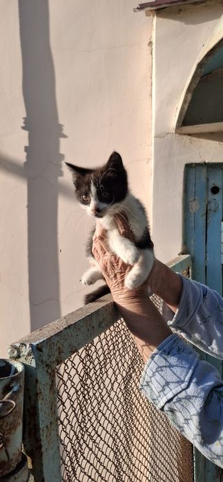 Котенок в хорошую семью