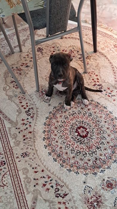 Стаффордширский терьер