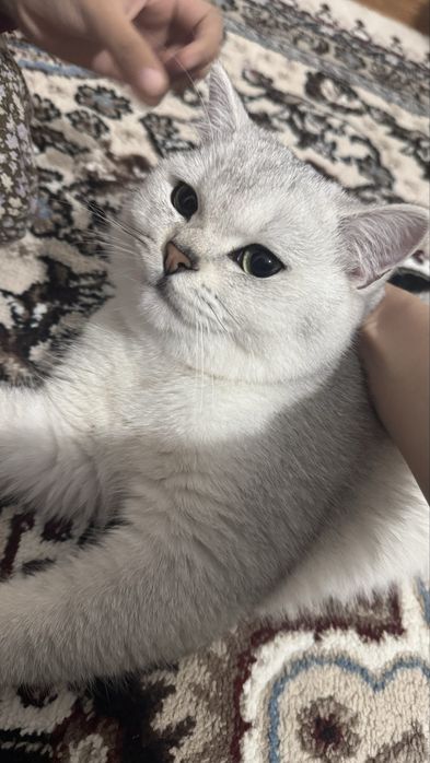 Британская шиншилла серебро