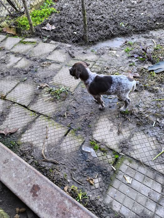 Продавам женско куче Курцхаар