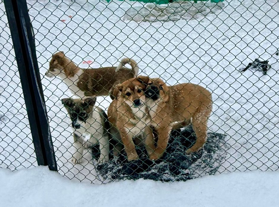 Отдам щенков  3 месяца