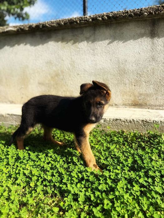 Мъжка немска овчарка