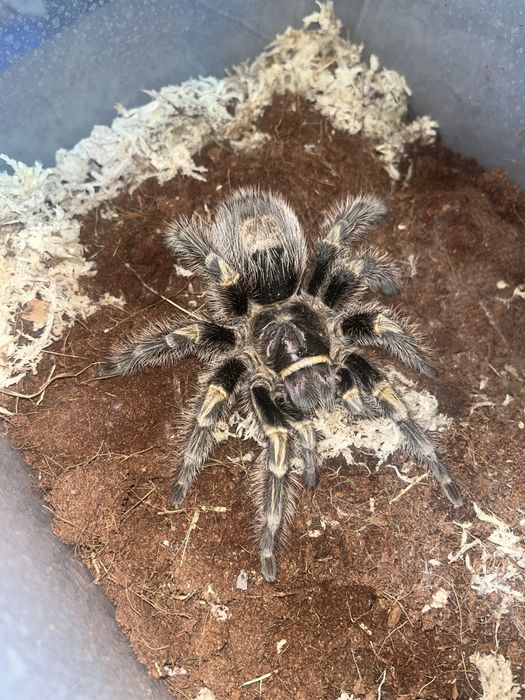 Grammostola pulchripes