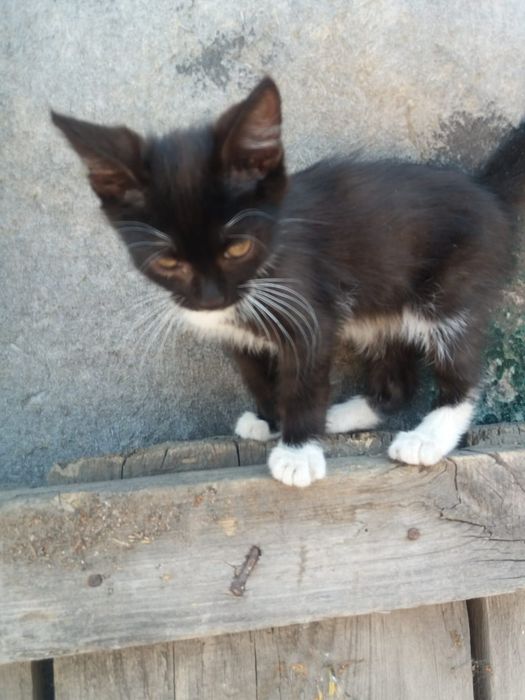 Отдам котенка, 3 месяца, мальчик