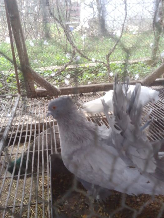 Porumbei creți francezi