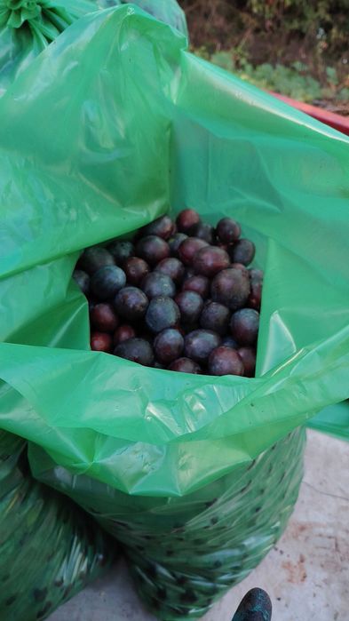 Fructe mere si prune