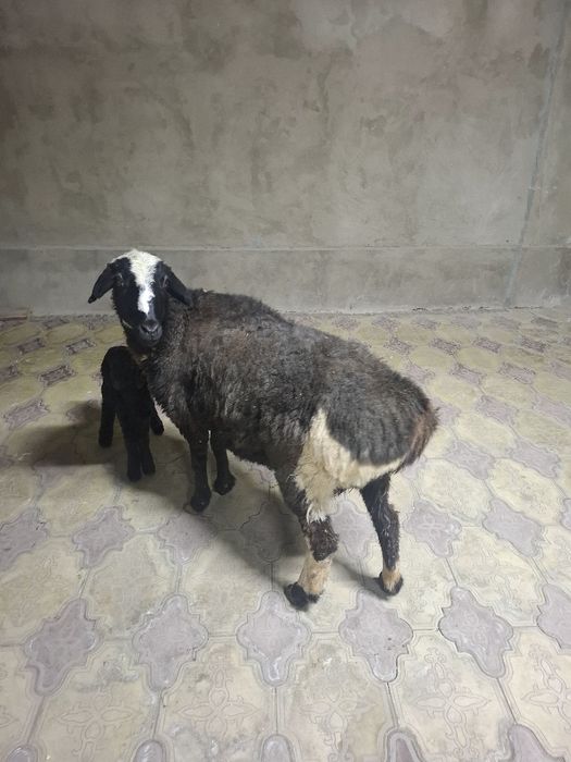 Қозылы қой сатылады