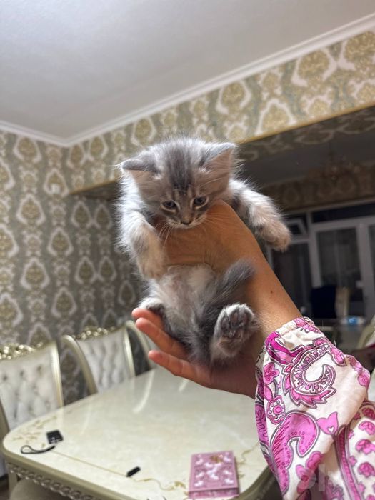 Котёнок на продажу