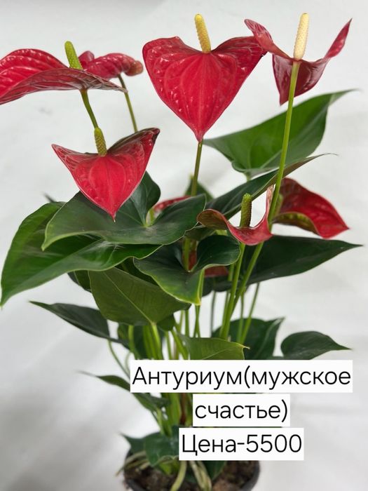 Продам комнатные цветы