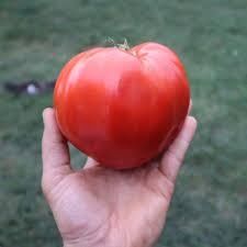 Rasaduri de legume și flori tradiționale românești BIO