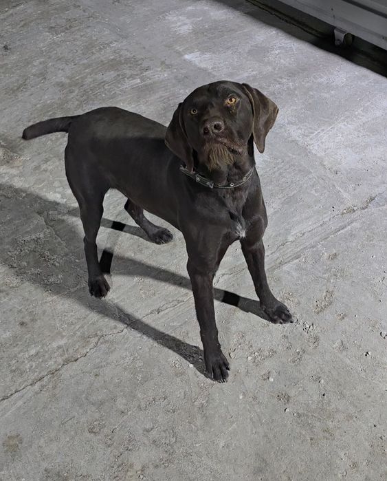 Дратхаар кабель 2,5 года