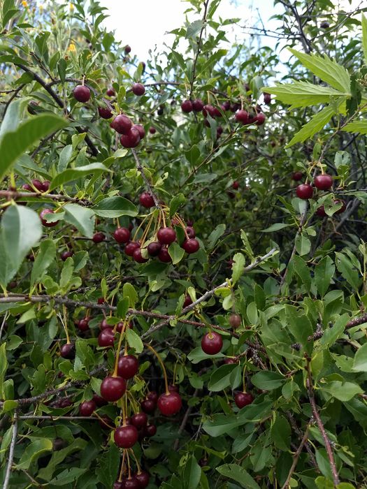 Продам дачу. Общество Энергетик