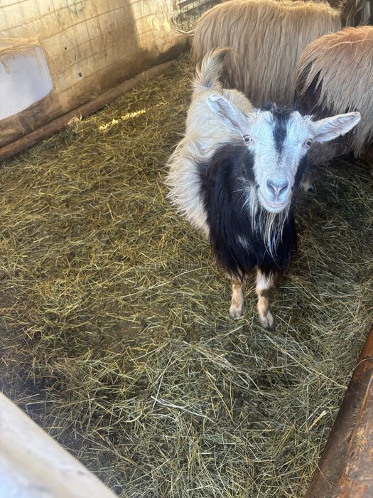 Vand 3 capre si un tap