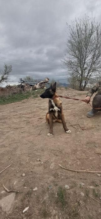 Белгиская окарачка