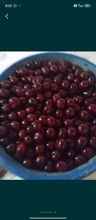 Спелая крупная вишня