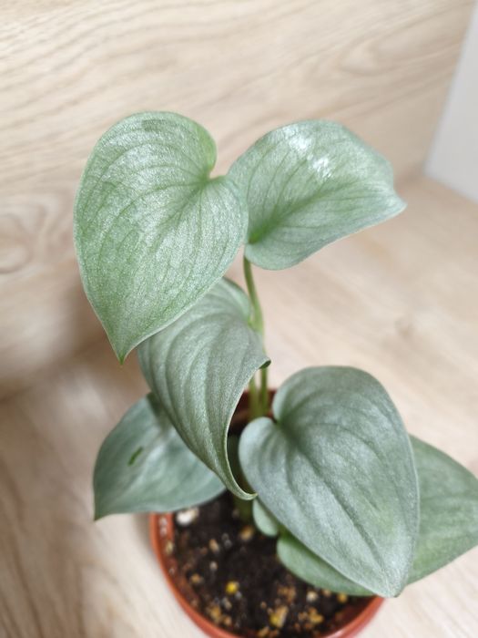 Сциндапсусы, эпипремнум