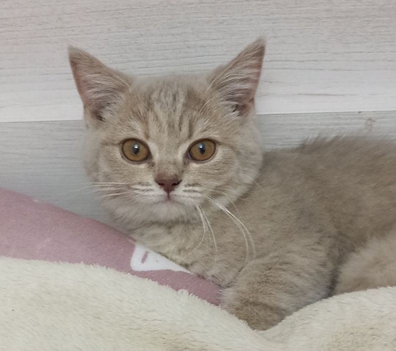 Продается котенок
