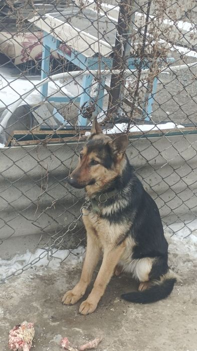 Продаётся немецкая овчарка