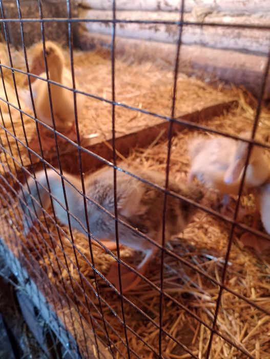 Утята чисто домашние.