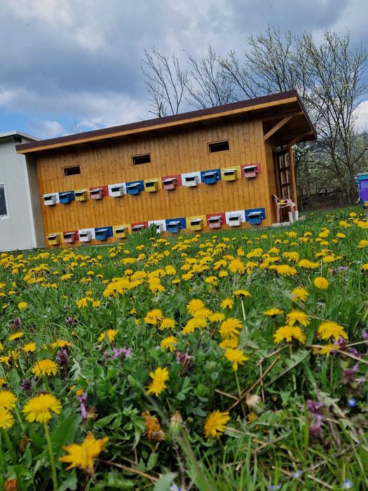 miere poliflora bio de paducel si cires salbatic