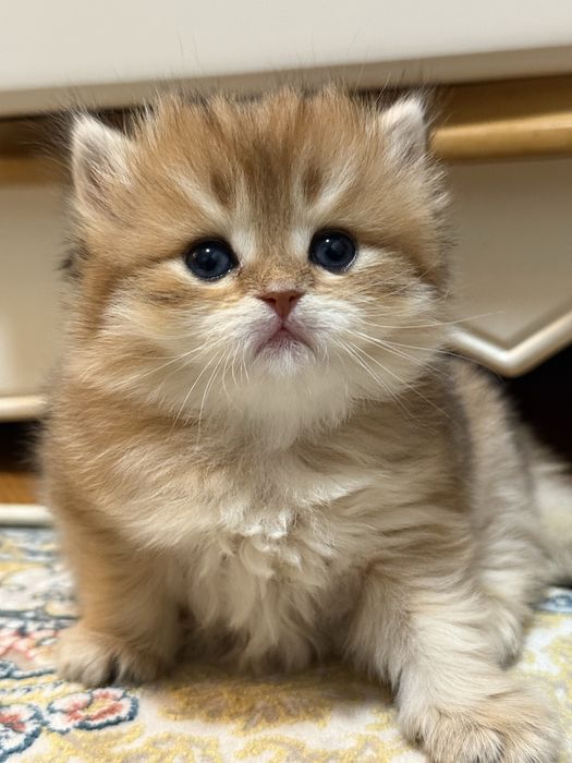 Золотая британская шиншилла ny 12