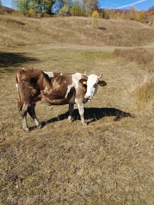 Vind Vacă pentru tăiat