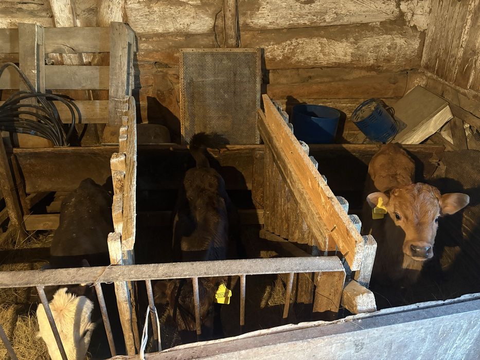 Бұзаулар сатылады продам телят