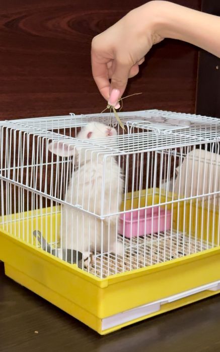 Продается декоративный кролик