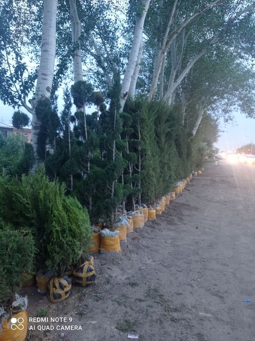 Archa dekartifni darxlar mevali darxt kuchatlati sotiladi