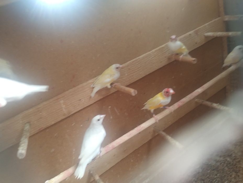 Canari și guold,,