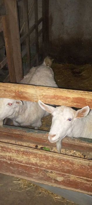 Чет элдан келтирилган ноёб эчкилар