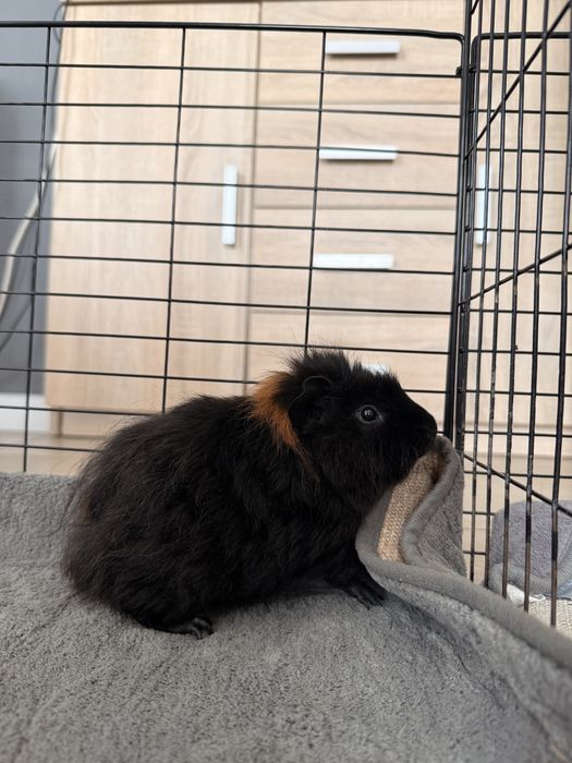 3 Porcușori de Guineea de Vânzare – Coronet, Texel și American