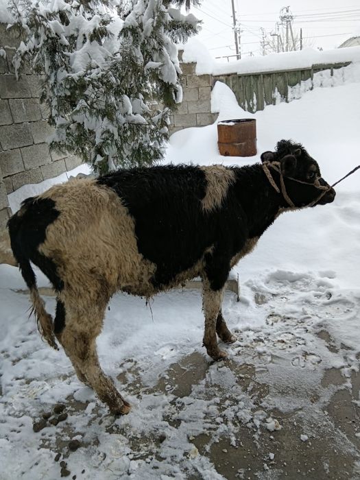 Продам бычка. Бұқа сатылады