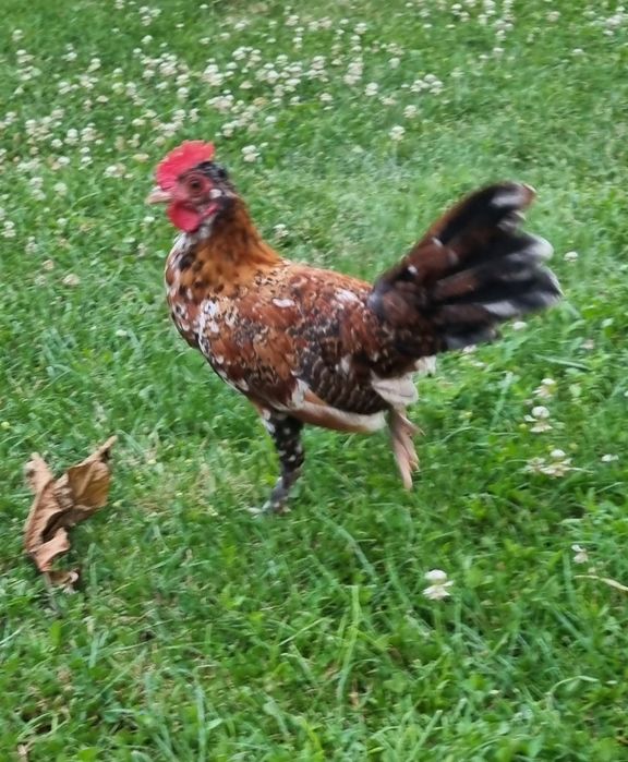 Cocoși Liliputi.
