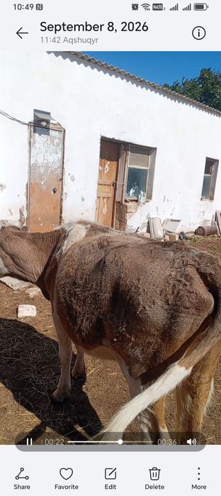Бузаулы сиыр сатылады