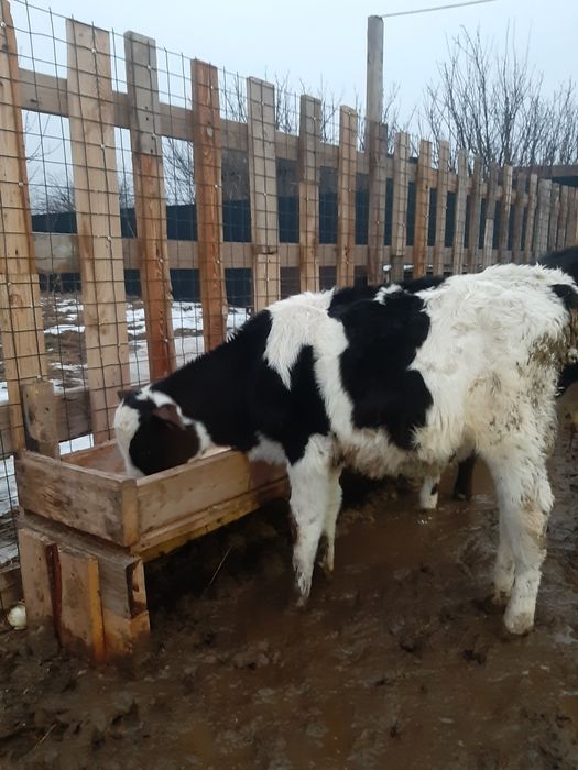 Продам породного Гольштинского теленка бычок