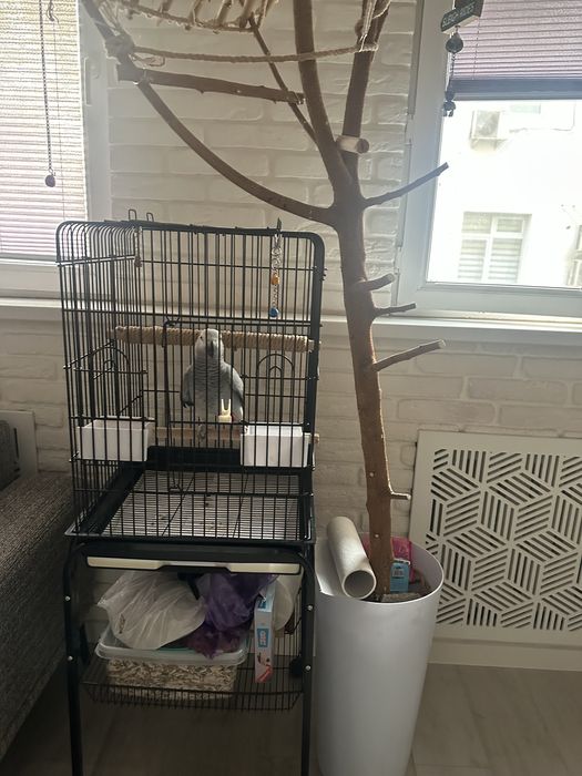 Продается  годовалый гоаорящий попугай Жако