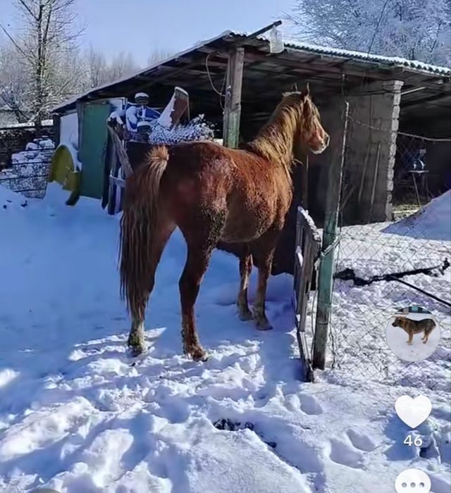 Семиз кунан сатылады