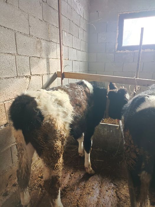 Продаю бычков 8 месячный