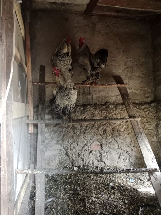 Петух молодняк брама