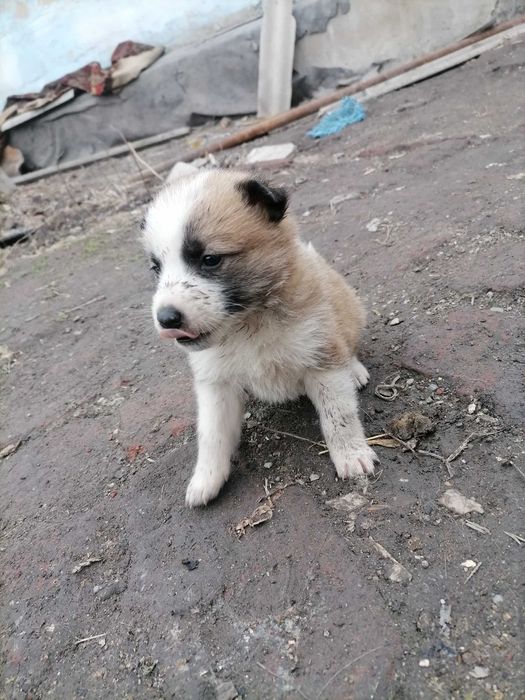 Отдам щенков в добрые руки