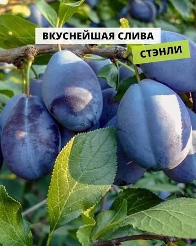Саженцы чернослива
