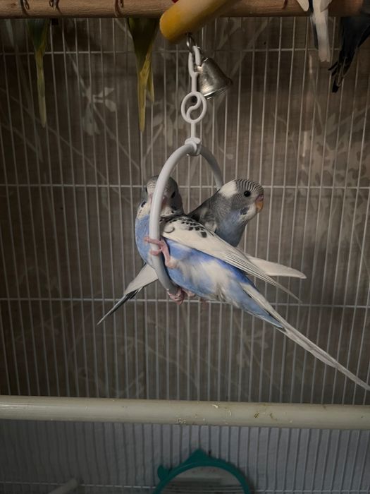 Popugay Волнистый Ruchnot to’tiqush Valnistiy