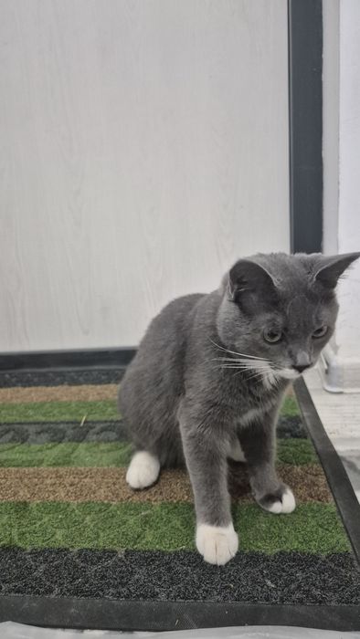 Strite Mushuk Sotiladi