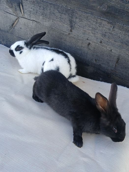 Iepuri urias german si berbec german