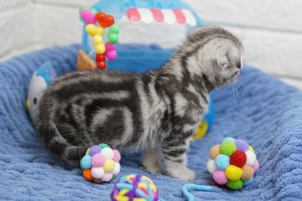 Вислоухие котята