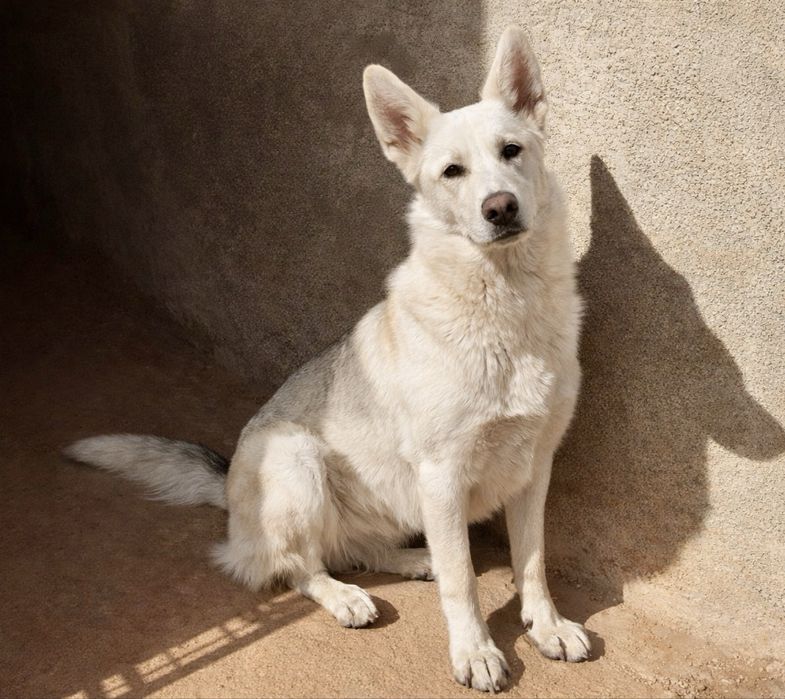 Собака с идеальным характером — Хасандра