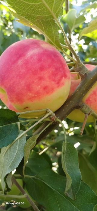 Продам саженцы яблони и груши