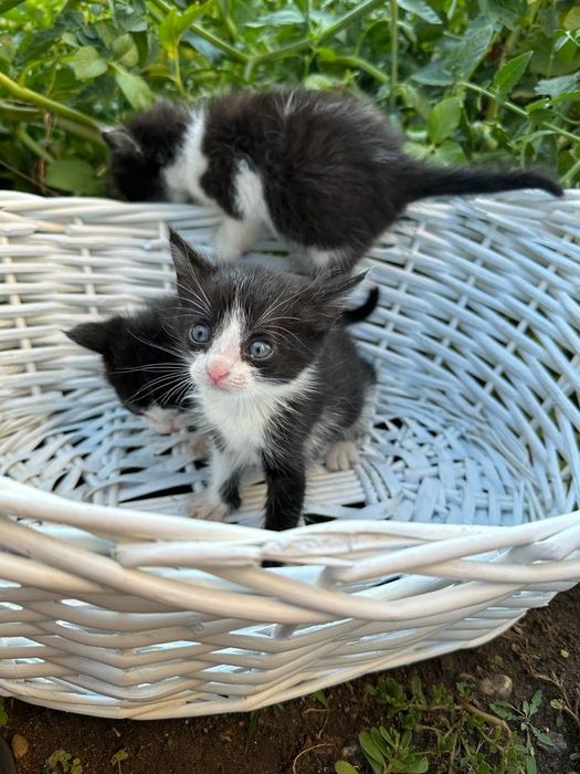 Отдам котят в добрые руки
