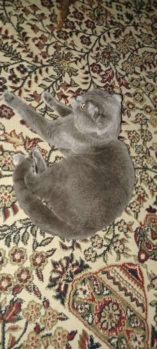 Mushuk sotiladi zottor